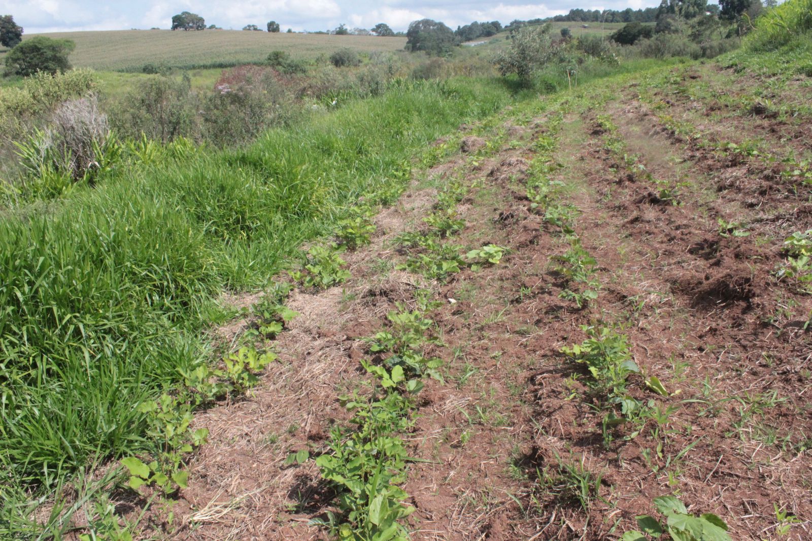 UA - Botucatu (Augusto), Pardinho/SP